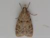 Scoparia sp.